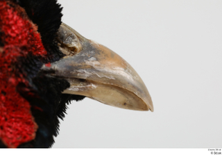 Pheasant  2 beak mouth 0006.jpg